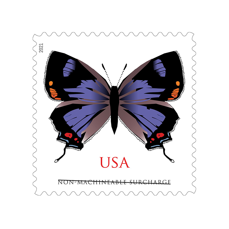 Colorado Hairstreak  2021
